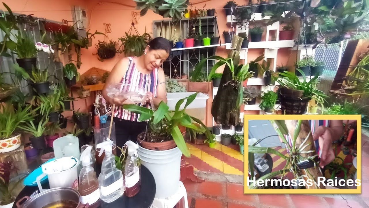 IDEAS PARA REGAR Y FERTILIZAR MIS ORQUIDEAS 🌞 🌈 🌼 💐 🌷 💖