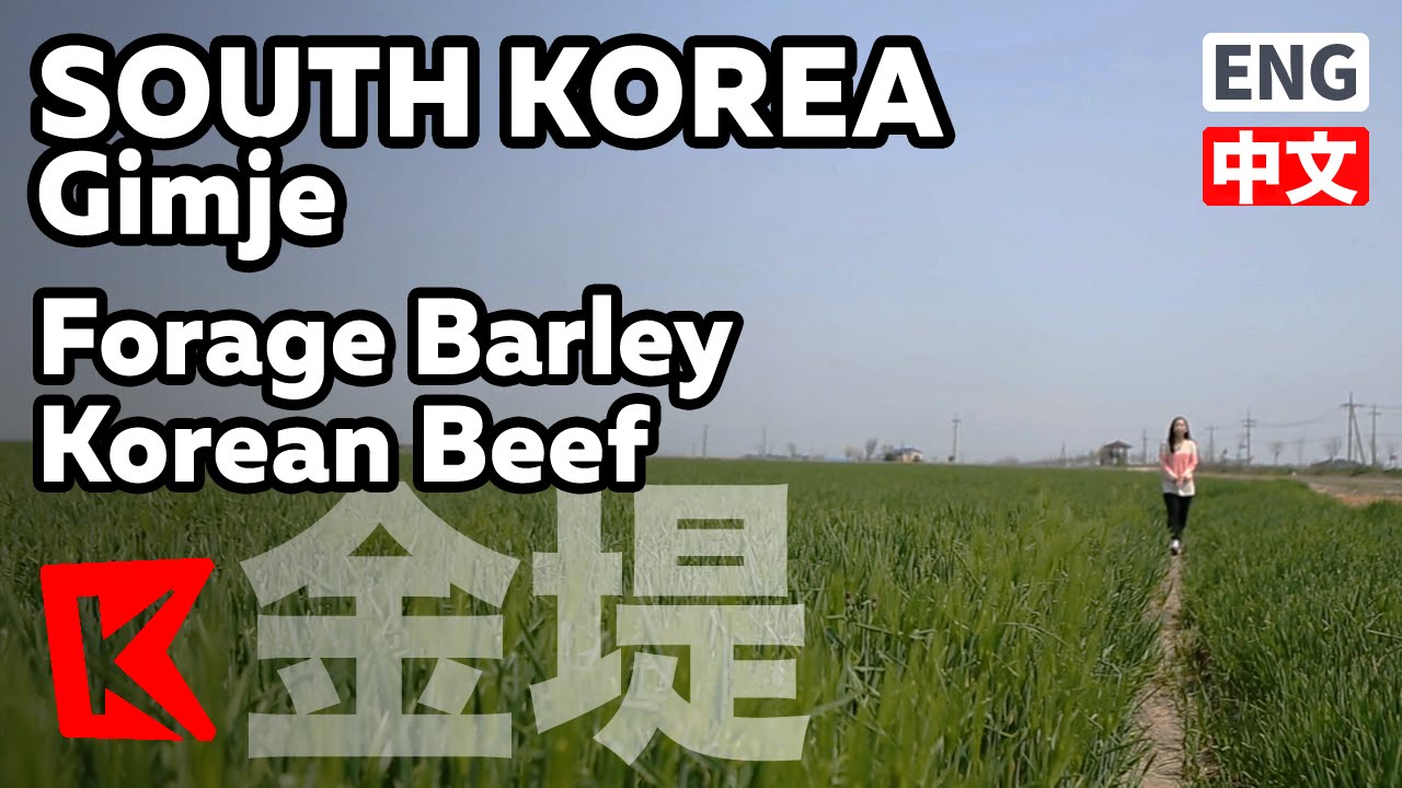 【K】 김제 여행 전북 여행 김제 청보리 한우