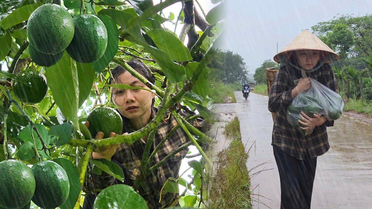 Full Video: HEAVY RAIN & LIGHTNING - single mother harvests avocados. A kind man appears