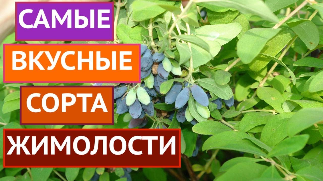 ЭТИ ЖИМОЛОСТИ ИМЕЮТ ВКУСНЕЙШИЕ СЪЕДОБНЫЕ ЯГОДЫ И РОСКОШНЫЙ ВНЕШНИЙ ВИД!