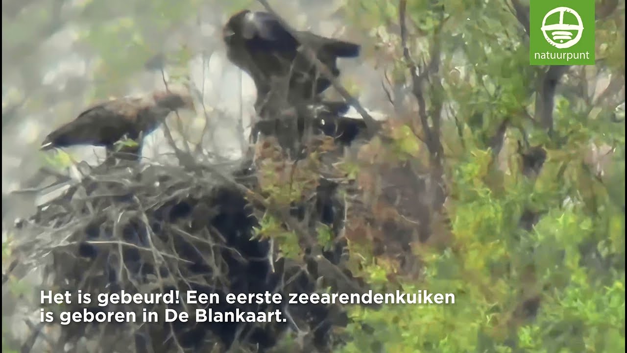 Zeearenden Gloria en Guido geboren in De Blankaart!