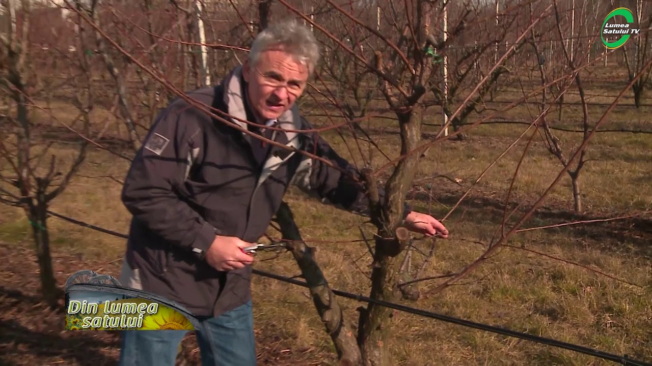 Tăierea în uscat la sâmburoase. Principalele reguli