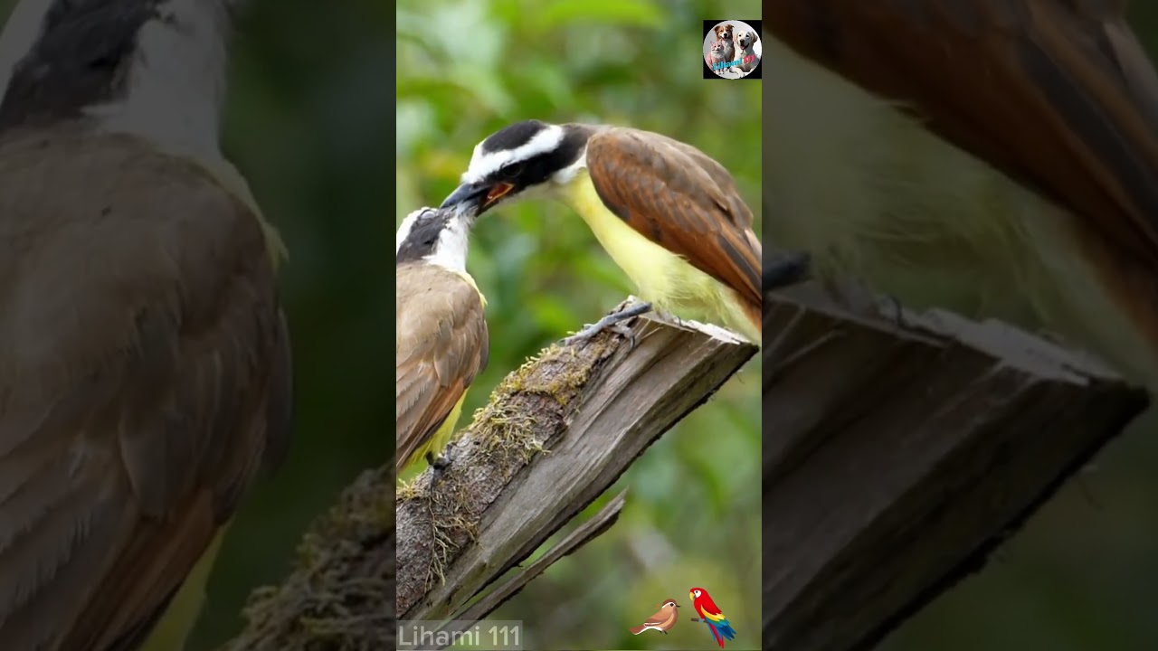 Mysteries of Amazon Paradise Birds | Lihami 111 