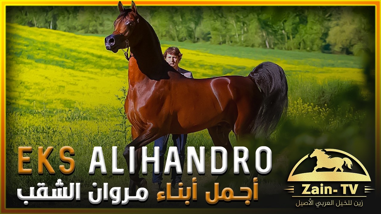 بطل العالم الأسطورة 🏆 إي كيه إس أليهاندرو 🏆 ابن مروان الشقب وحفيد بادرونز سايكي | EKS ALIHANDRO
