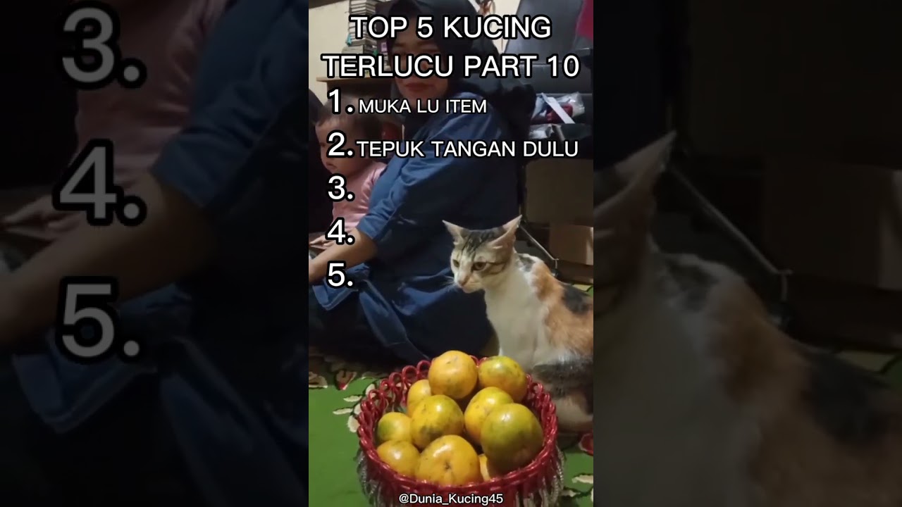 TOP 5 KUCING TERLUCU PART 10 #lucu #cat #shortvideo #fyp #funny