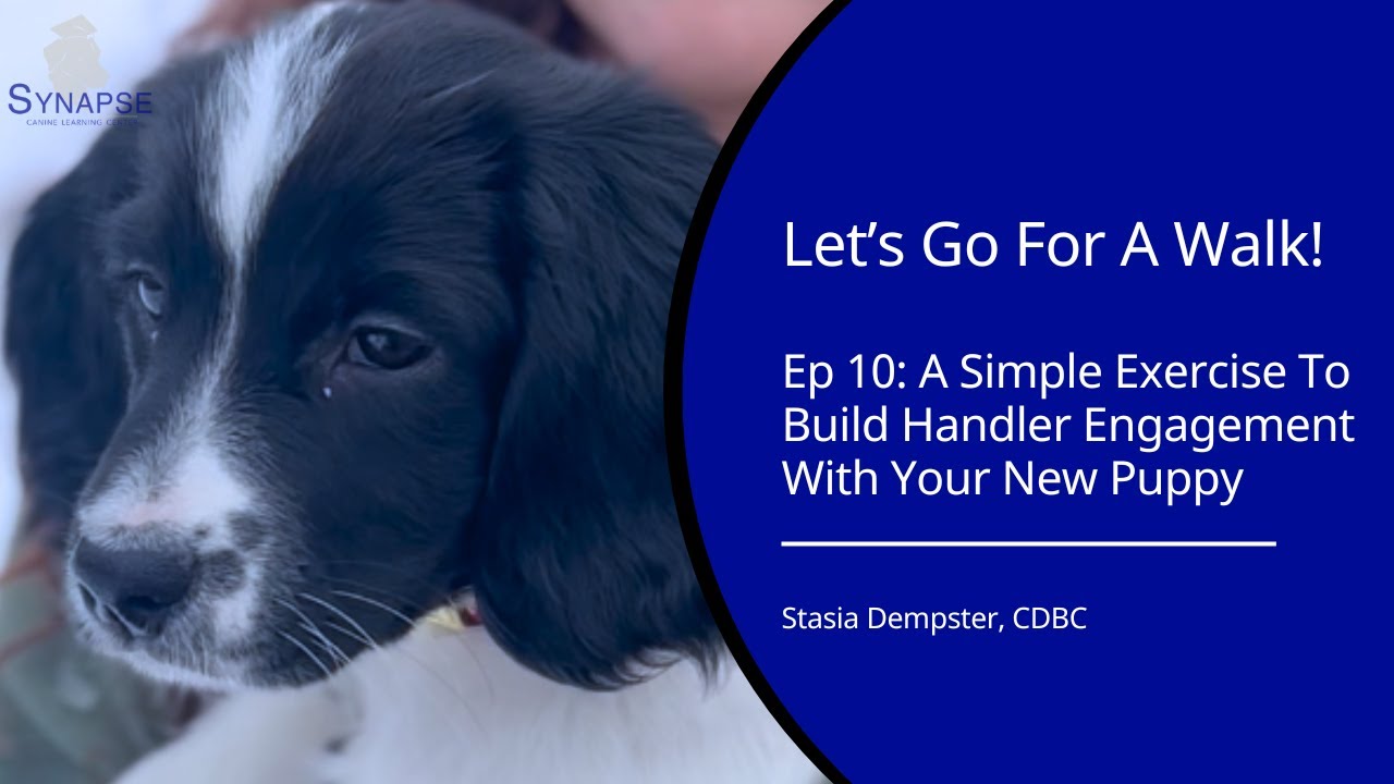 Build Handler Engagement With Your Puppy | Let's Go For A Walk! Ep 10