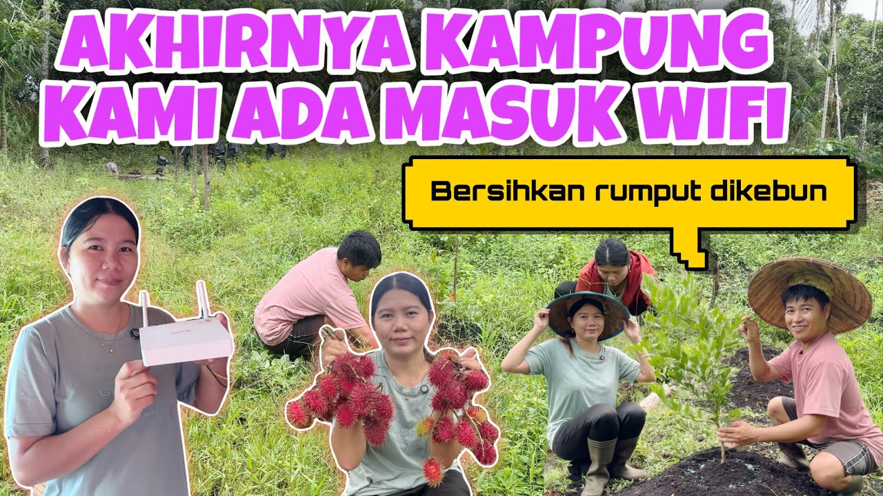 BERSIHKAN RUMPUT TANAMAN DI KEBUN DAN PETIK RAMBUTAN, PASANG WIFI BARU DIRUMAH
