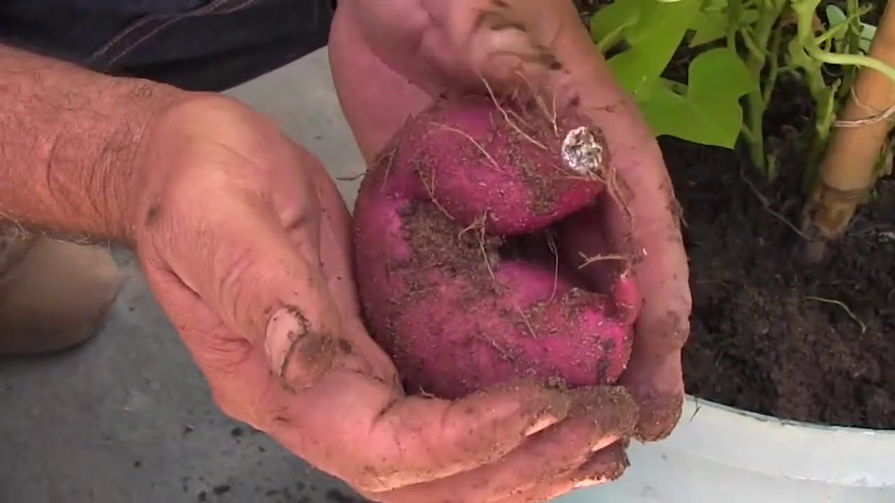 PLANTAS DE BATATAS Y FLOR MARINGOLD #2020