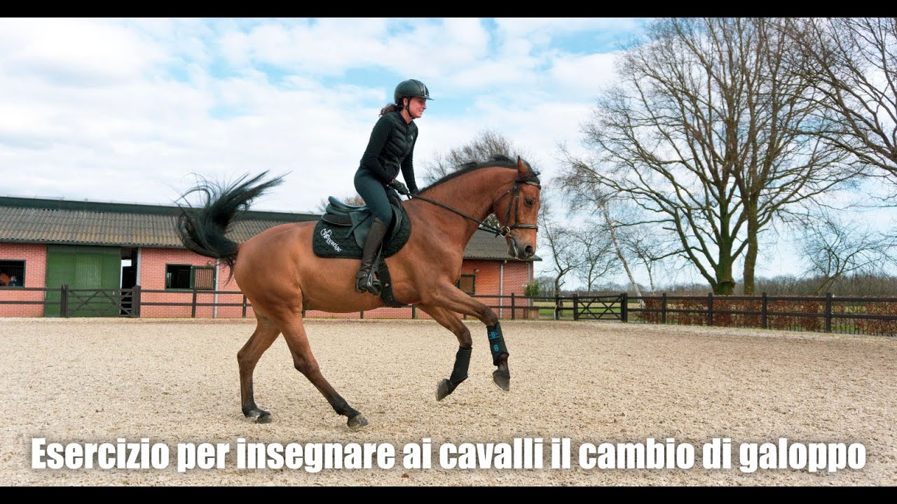Esercizio per insegnare ai cavalli il cambio di galoppo - Laura Lorenzetti