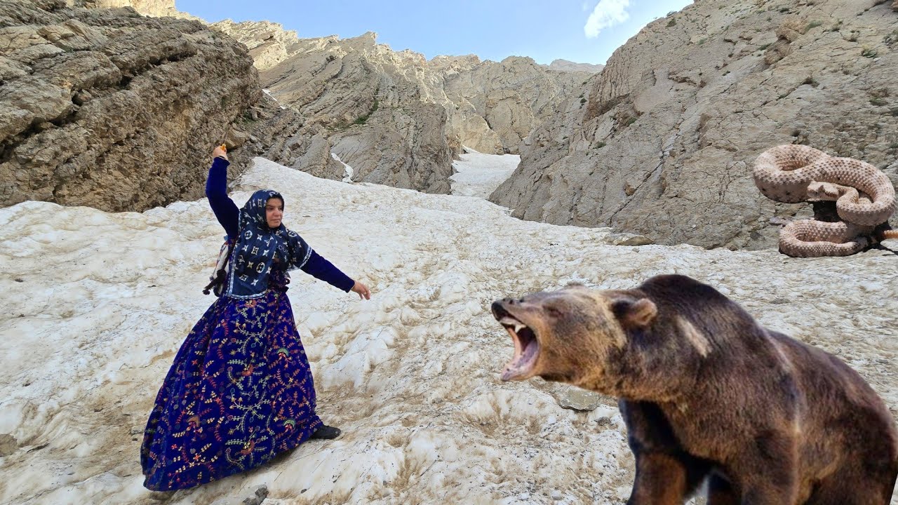 ❄️ 🕊️🌈 A mysterious colorful bird in the mountains: Kulthum in danger from bears and snakes 🐻🐍