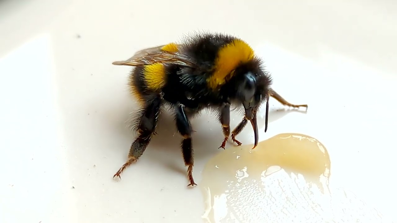 Tired Bumble Bee....Eating Honey