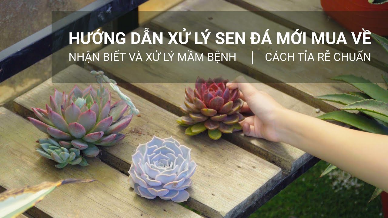 Xử lý sen đá mới mua: Tỉa rễ sao cho chuẩn, nhận biết và xử lý mầm bệnh qua rễ / Joy Garden
