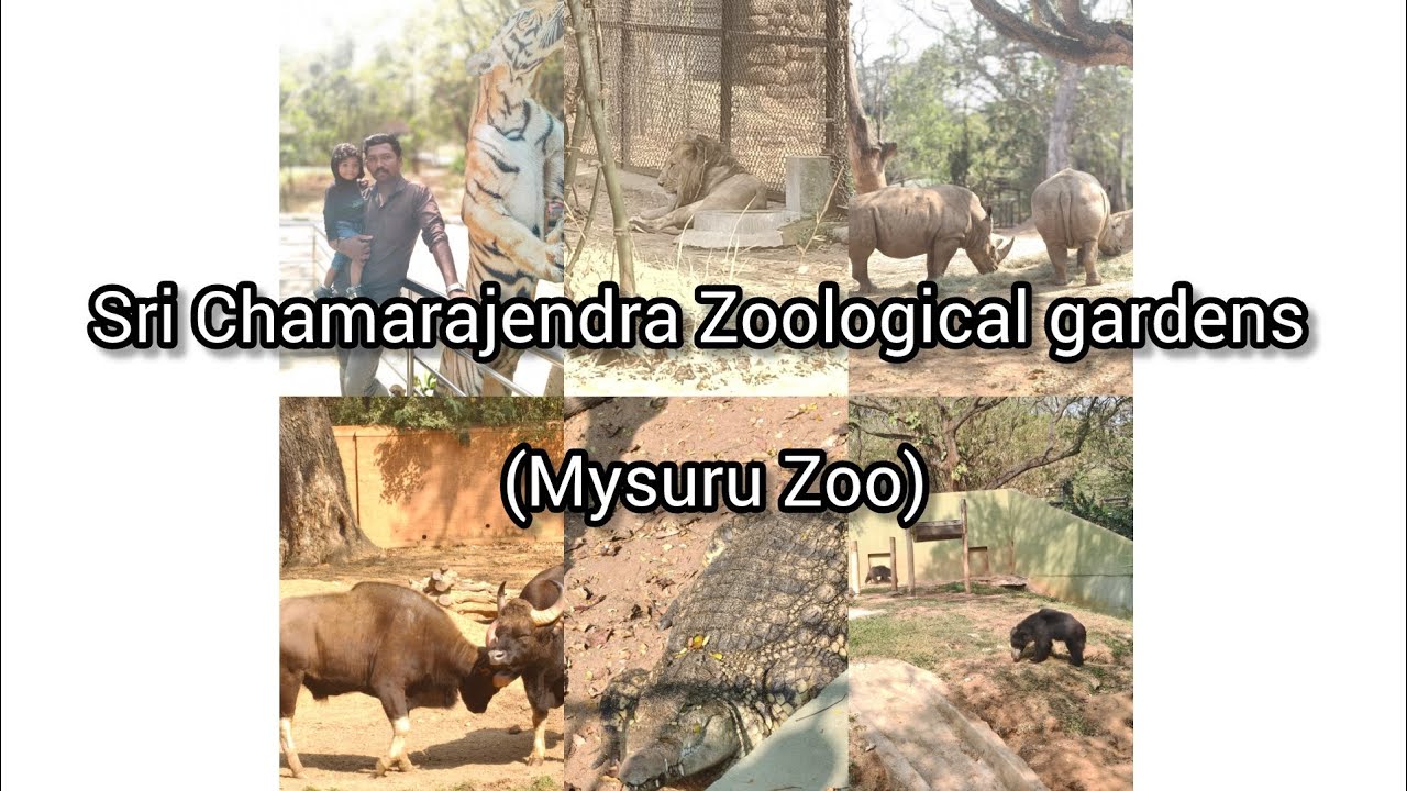 ZOO park മൈസൂർ ഇത്രയും പ്രേതീക്ഷിച്ചില്ല 