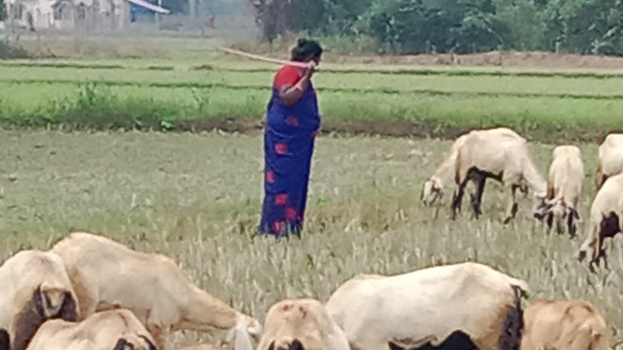 கால்நடைகளில்ஏற்படும் அடிப்படை பிரச்சனைகள்