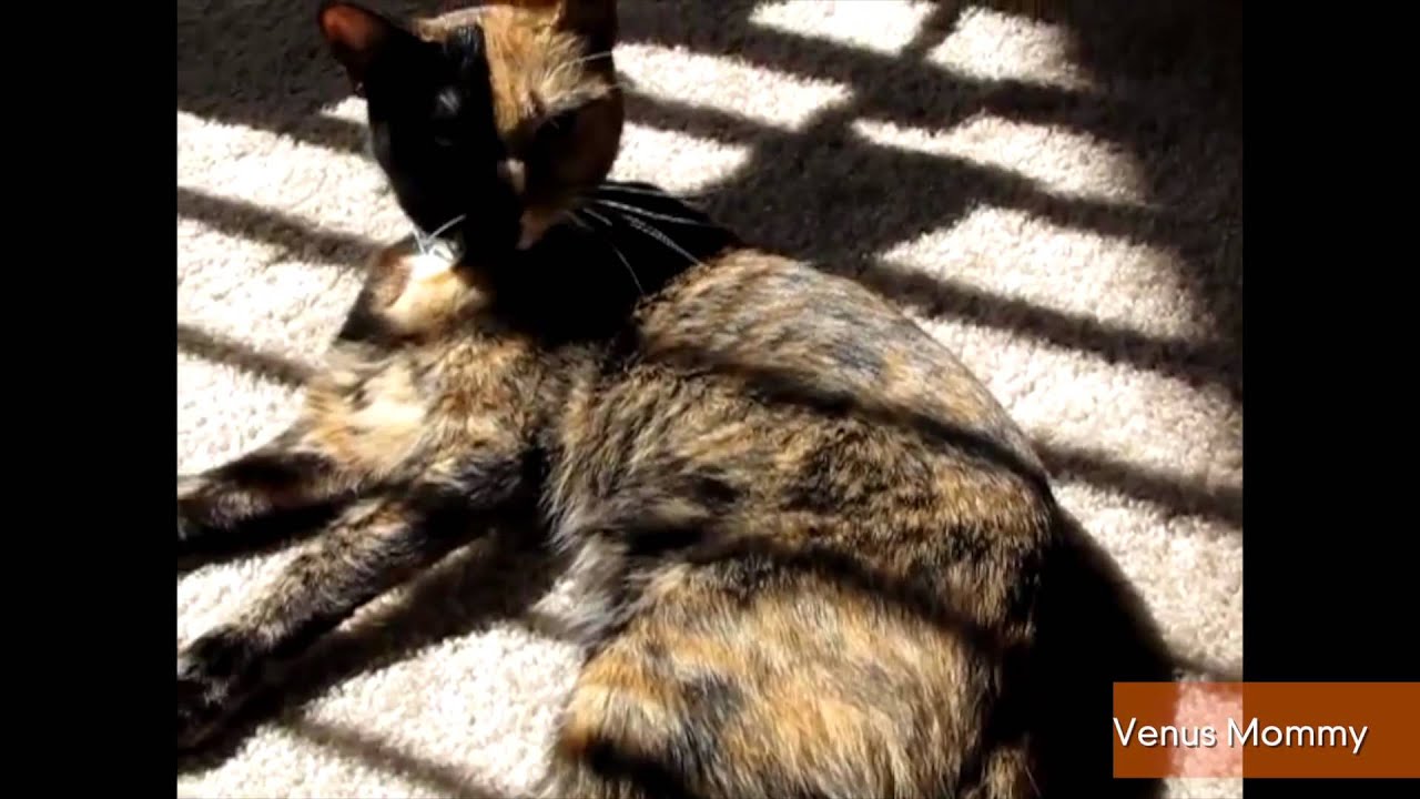 Two-Faced Cat Getting Huge Internet Following