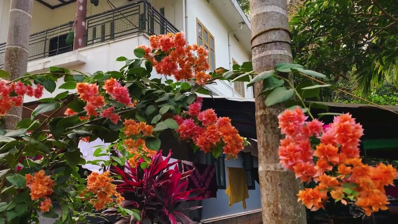 Flowers garden 