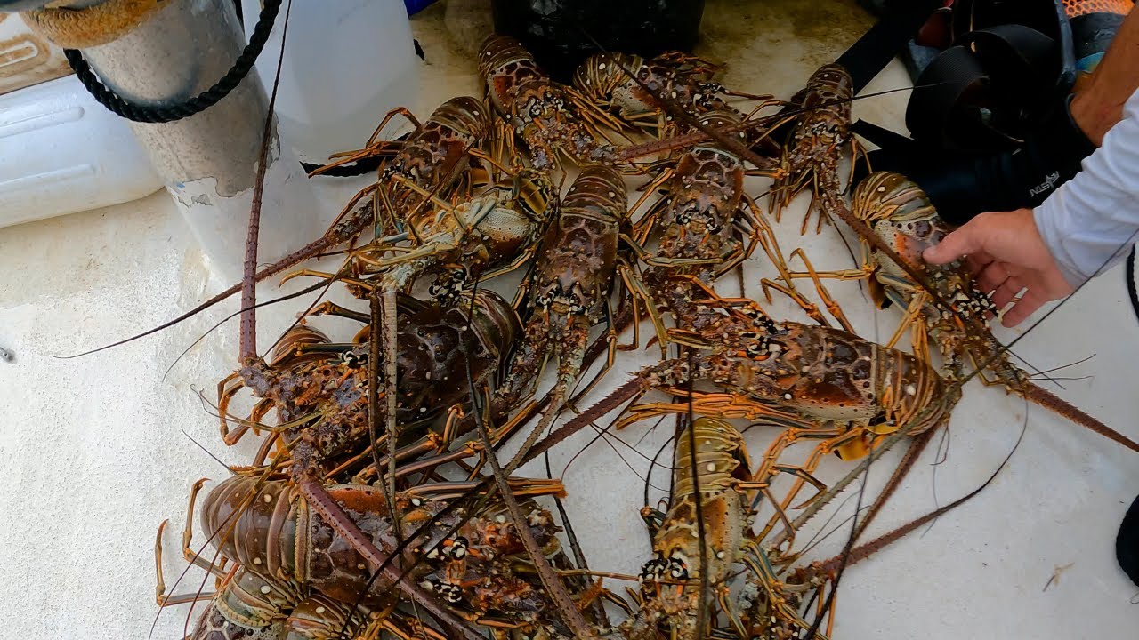 Catching Lobster to Stock up for the Holidays!