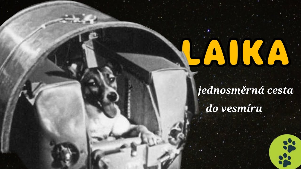 Lajka: první živý tvor, který obletěl Zemi