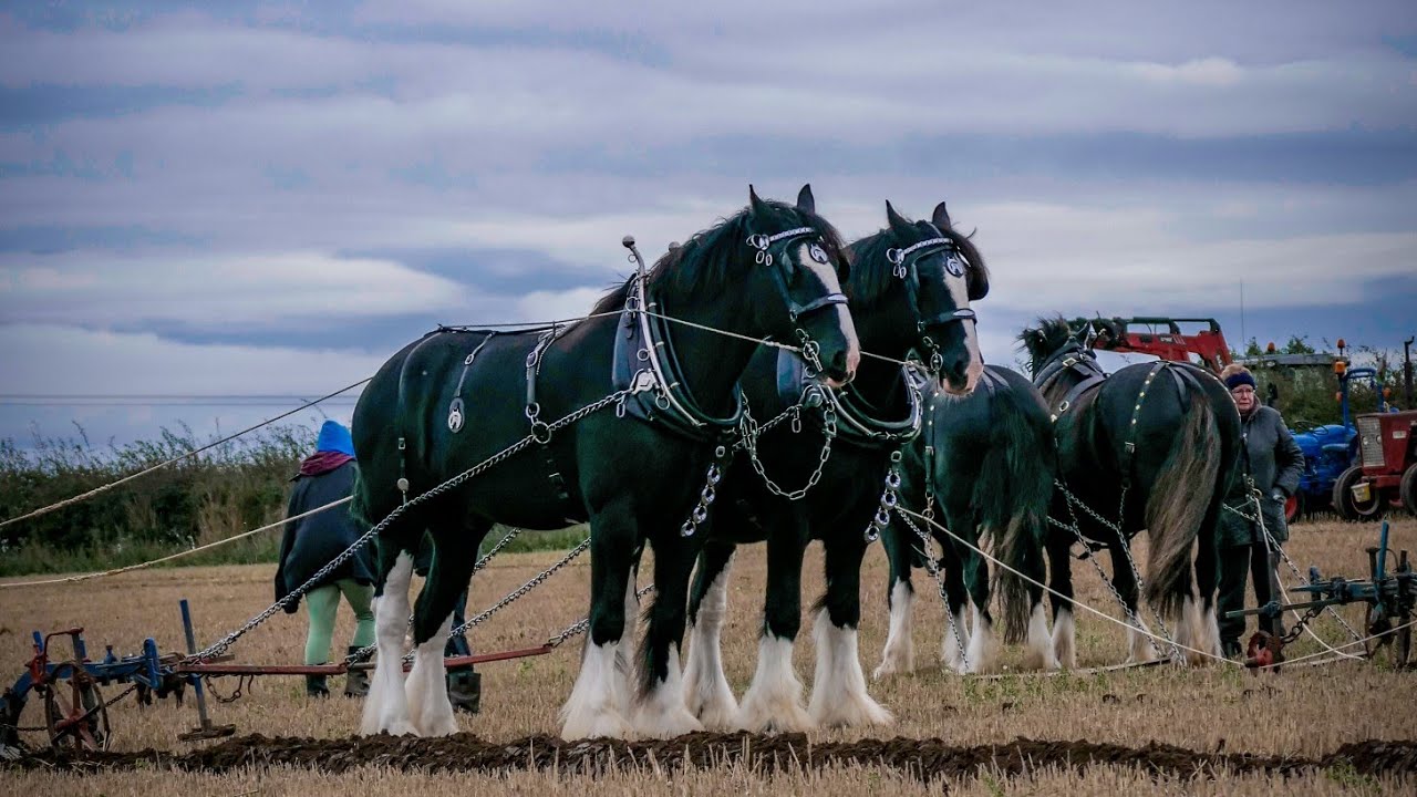 Horse Power at Sheepy & District Ploughing Match - September 2024