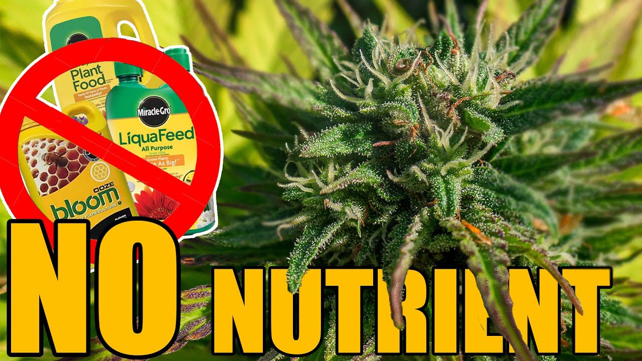 No Nutrient Grow - From Seed to Harvest