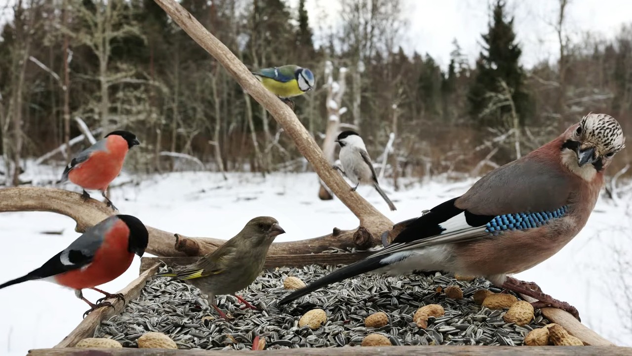 🔴 Forest Bird Feeder | Relaxing Nature Sounds from the Forest [ 2026/2/28 ]