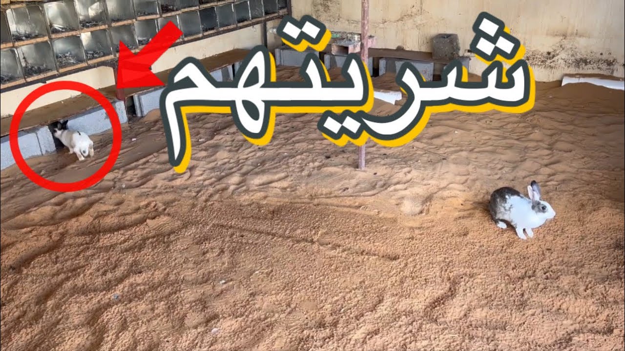 خلصت العشه + شريت أرانب جديده