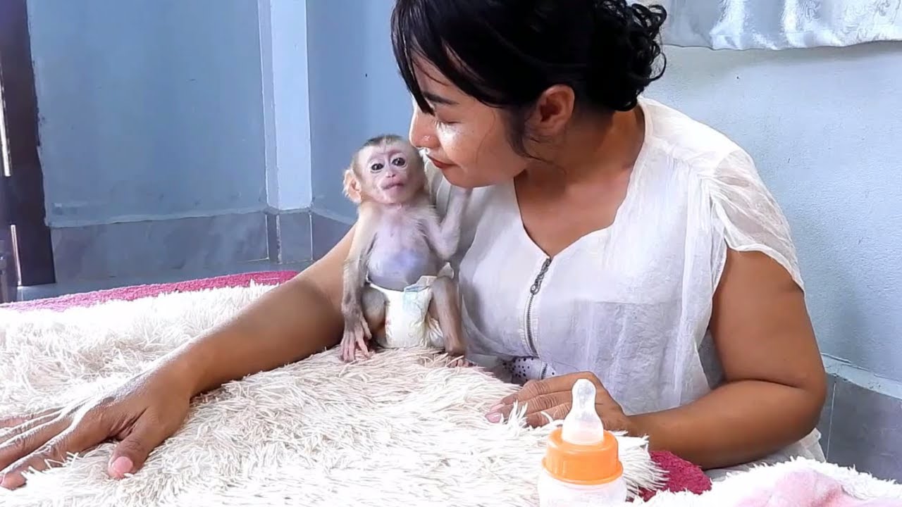 Baby Monkey and Mom Enjoy Life