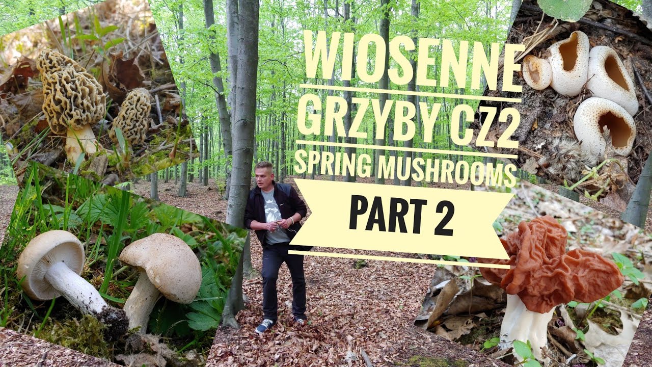 Wiosenne grzyby - Część 2 /Spring mushrooms - Part 2