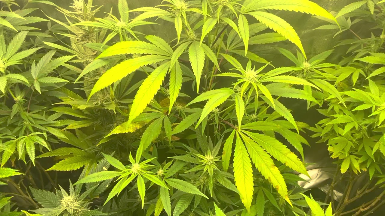 Mars Hydro Grow Journal Tsw2000 #marshydrosp6500