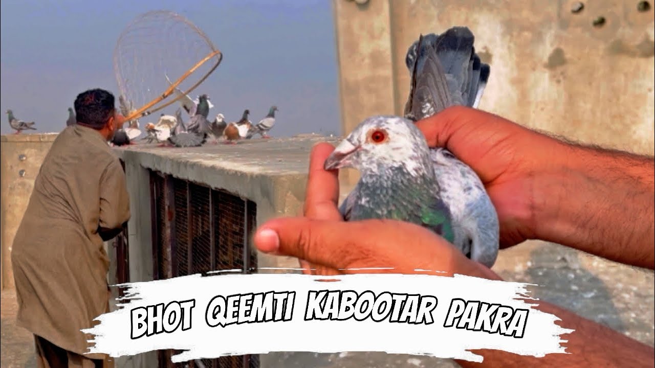 Ustad ki chat ka vist kiya or ye kisi ka 10 hazar wala kabootar pakar lea 😍 || Pets Zone