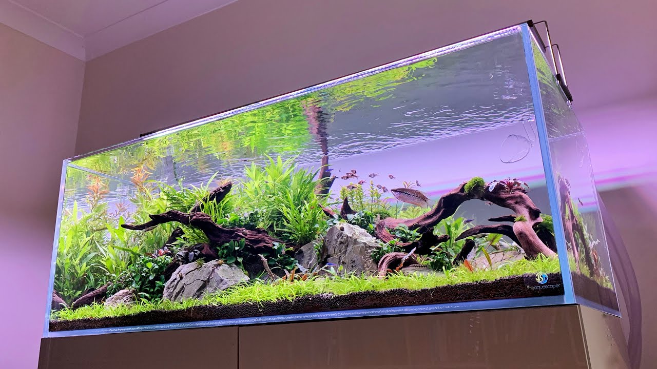 Aquascaper 1200 — это мой лучший акваскейп?