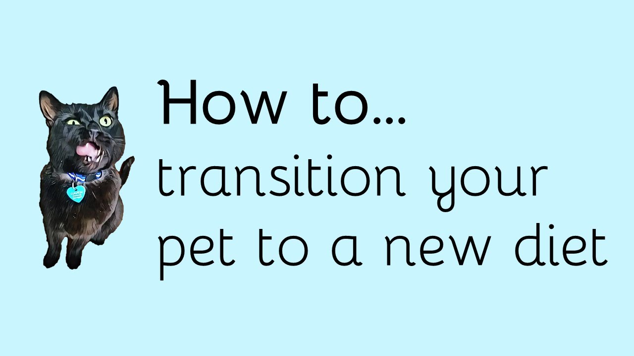 How to transition your pet to a new diet