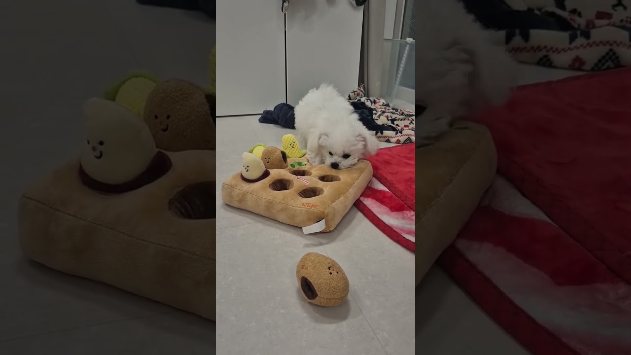 첫 노즈워크에 집중력 폭발한 미니비숑 율무