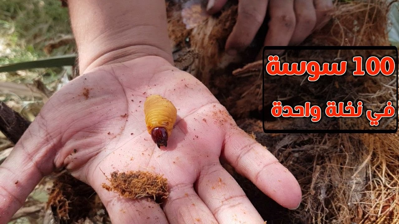 سوسة النخيل الحمراء تقضى على النخلة الام فى اسبوع || أكبر خطر يهدد النخيل فى العالم