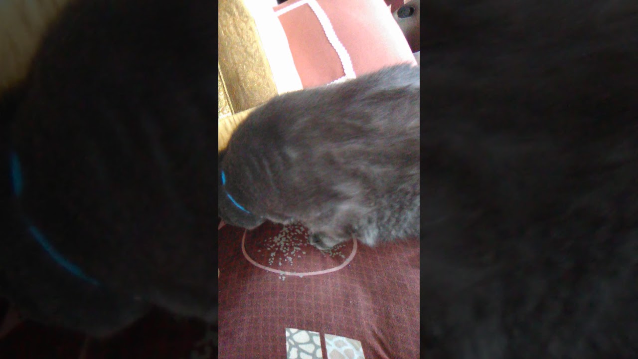 Как пылесосить кота