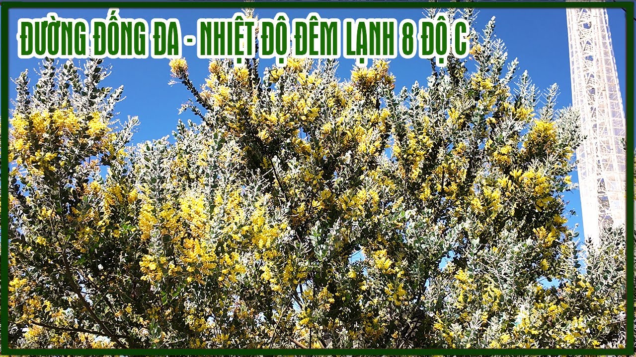 Tình hình Đà Lạt hôm nay - Thời tiết đêm lạnh 8 độ,những quán cà phê vắng lặng đồi Cà Ri Dê, ĐỐNG ĐA