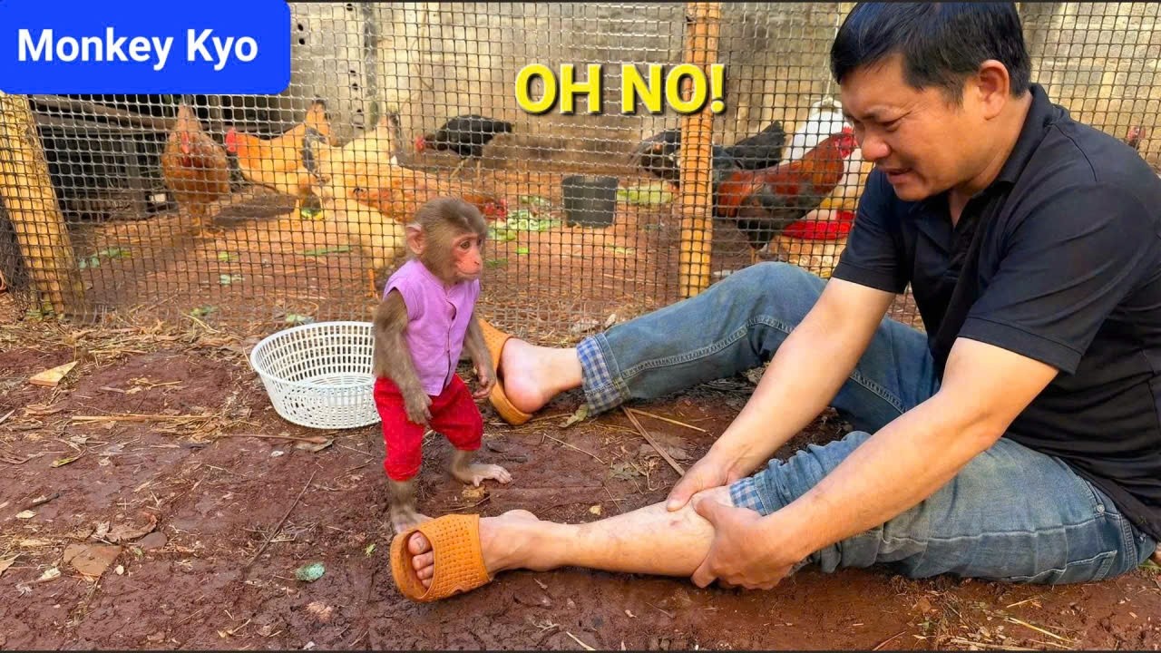 Dad Fell and Got Hurt… Monkey Kyo Ran to Help Him!