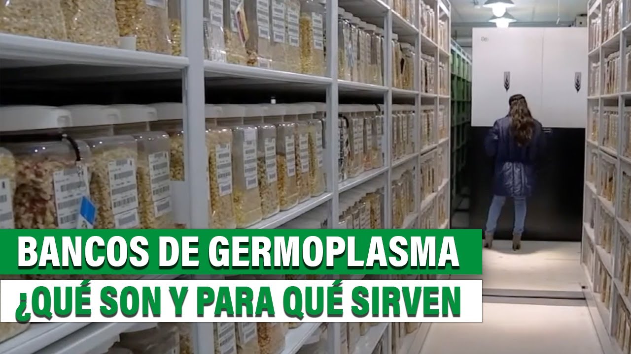 Los bancos de germoplasma ¿Qué son y cuál es su impacto en la seguridad agroalimentaria?