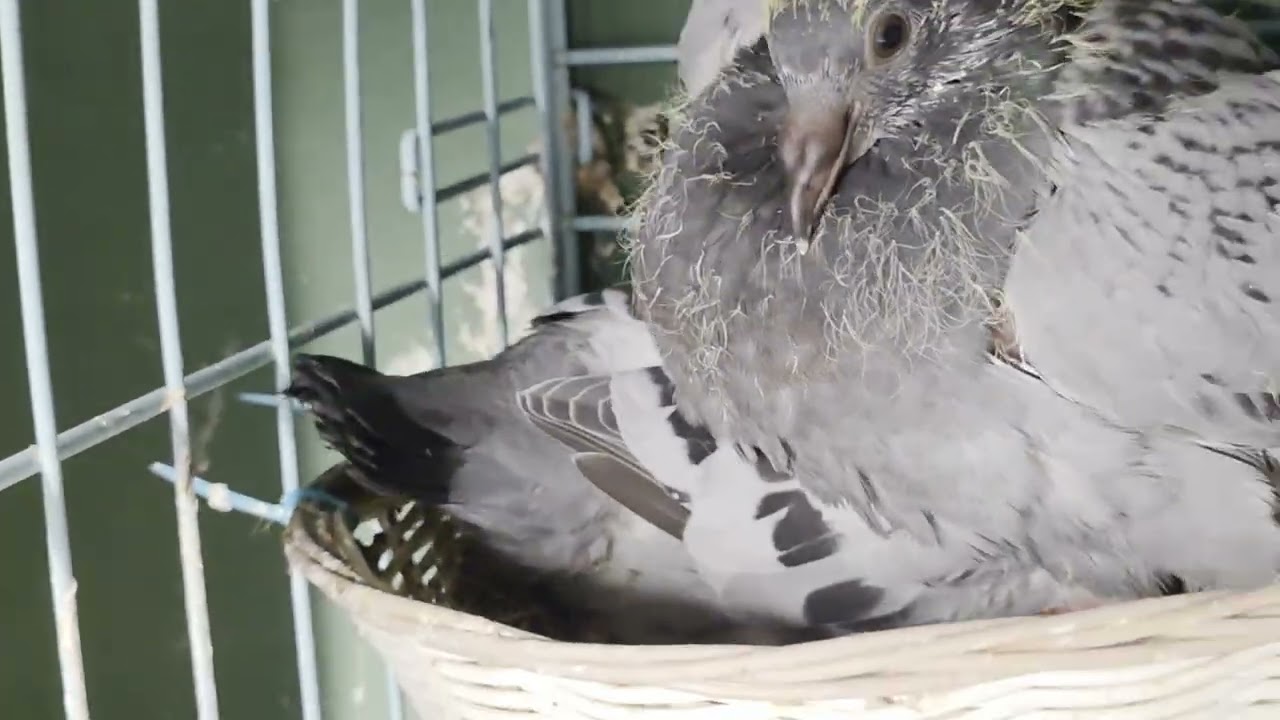 Updates sa line up natin