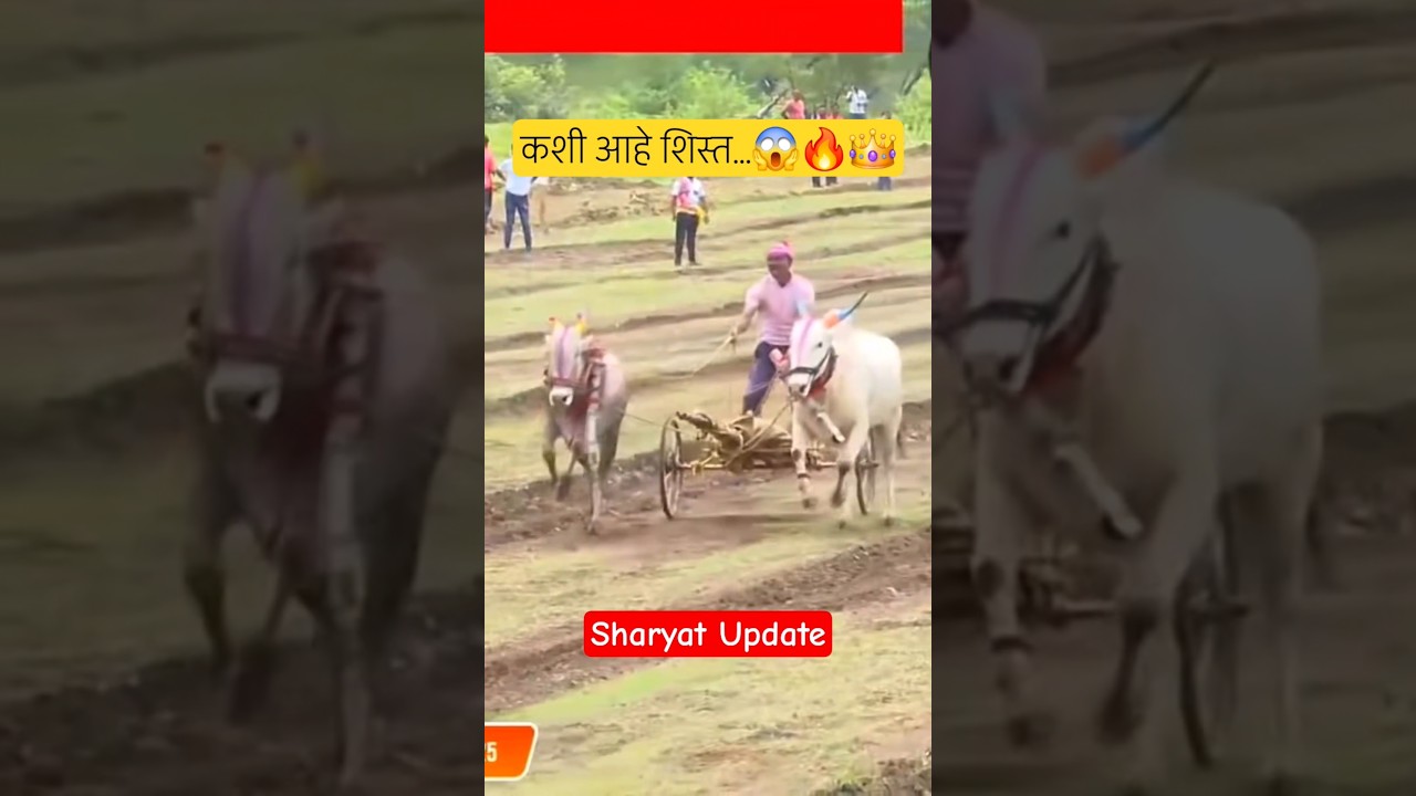 शिस्त बघा जुकात मोडून सुद्धा ऐका रेषेत आलेत😱🔥#bakasur #p3 #live #viralshorts #sharyat #नाद #बकासुर