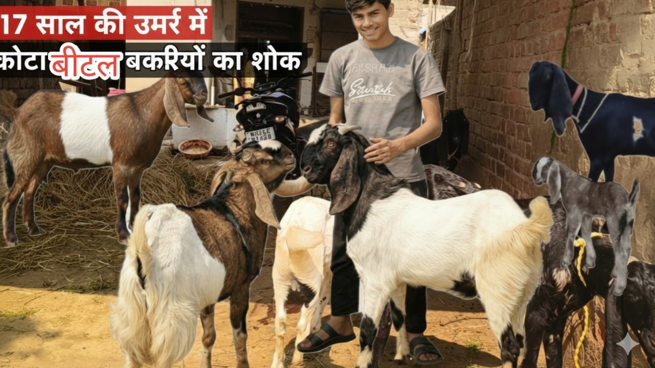 17 सालके लड़के का स्यांदार कोटा बकरे और बीटल बकरियों का शोक 