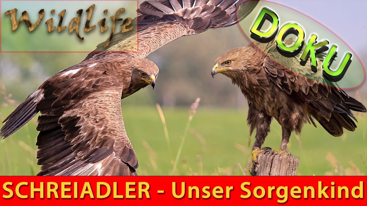 Der stark bedrohte SCHREIADLER: Kampf ums Überleben | Seltener Greifvogel in Gefahr DOKU