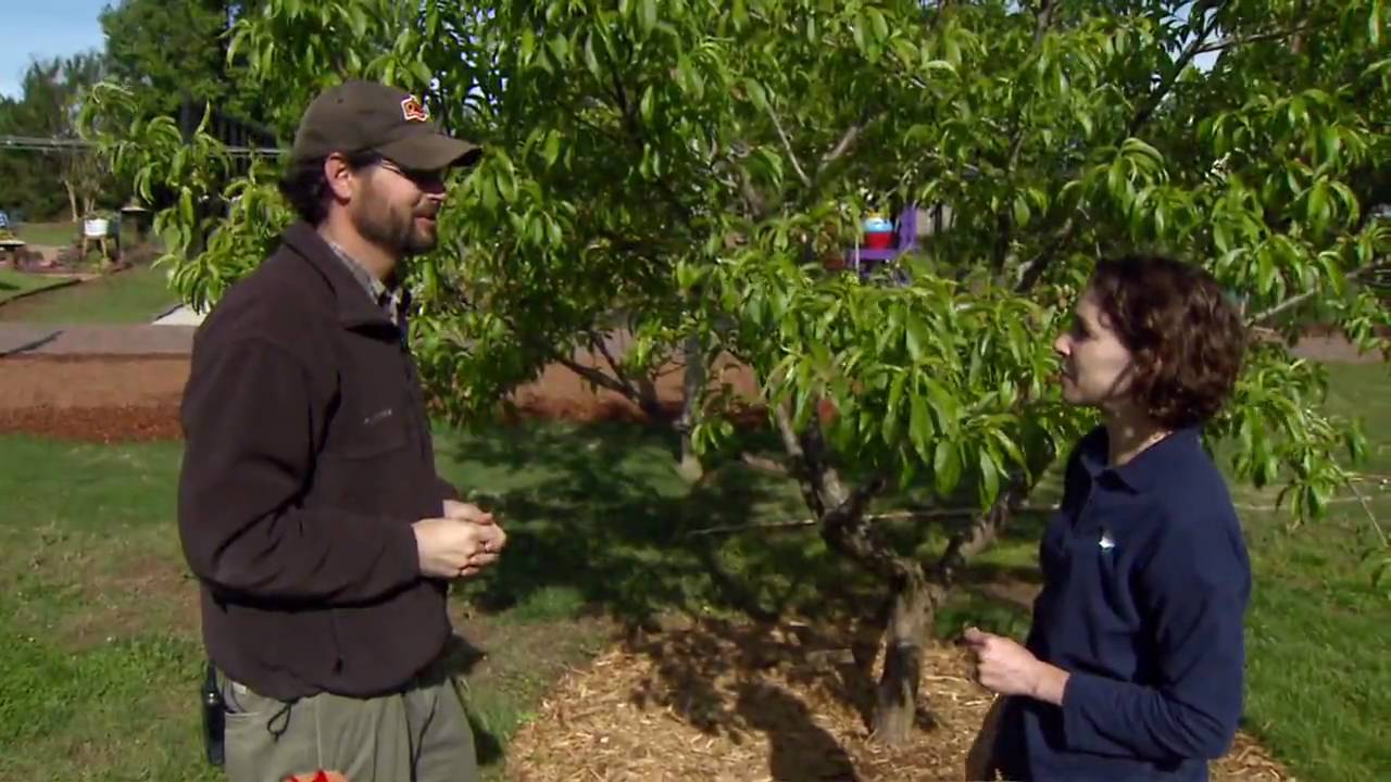Thinning Fruit