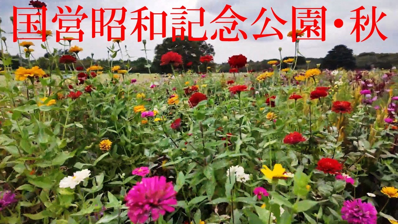国営昭和記念公園　～コスモスを見に行きました