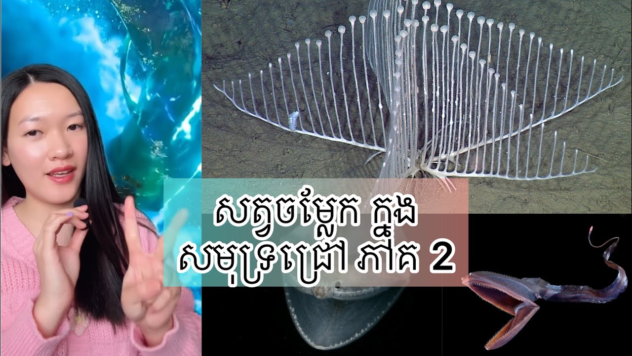 សត្វចម្លែក ក្នុង សមុទ្រជ្រៅ ភាគ 2 - Deep-sea Creatures part 2