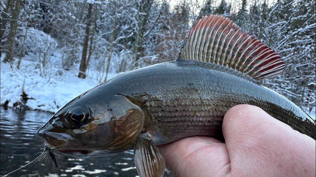 Zakončení pstruhové sezóny 2025 s Flyfishingmania 