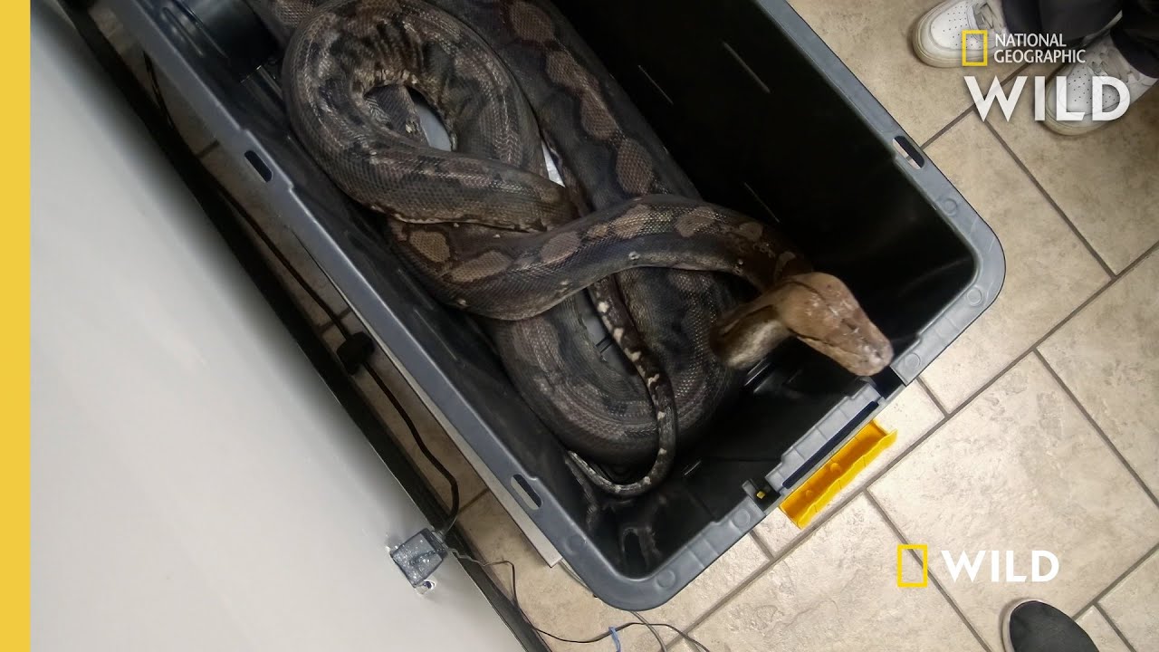 4 Large Snakes Get a Check-up  | Critter Fixers: Country Vets