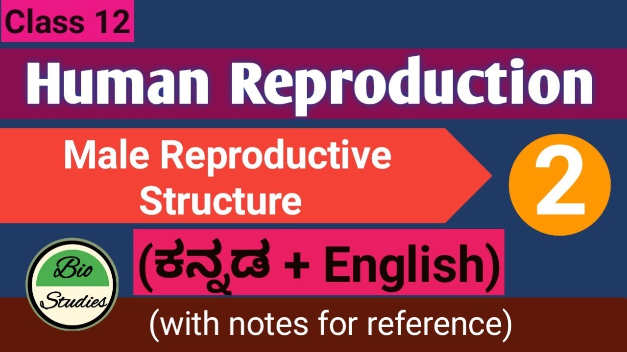 Class 12 - Human Reproduction - Male Reproductive Structure - 02