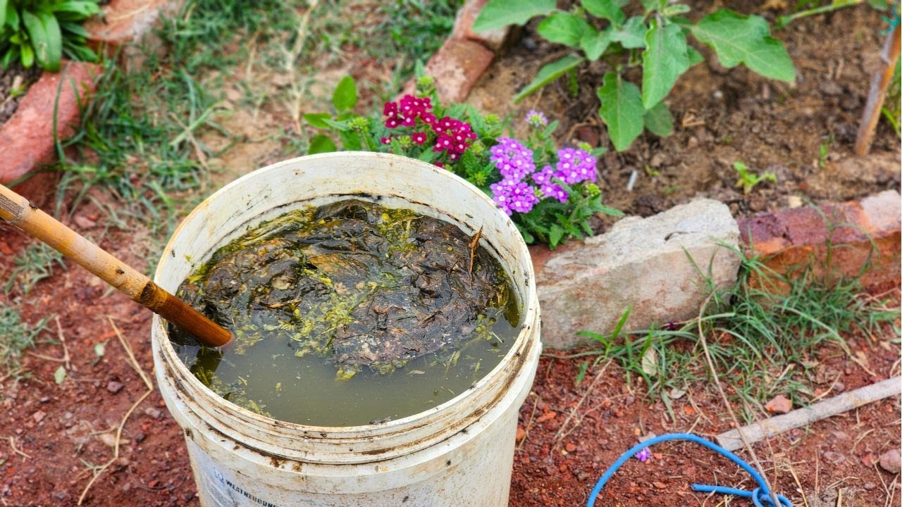 An Easy Homemade DIY Liquid Fertilizer For Your Vegetable Garden
