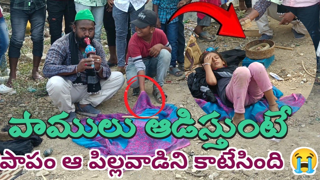 పాములు ఆడిస్తుంటే పాపం కరిచేసింది 😭! how to snakes videos!